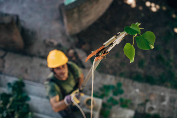 Best Tree Mulching  in Waxahachie, TX