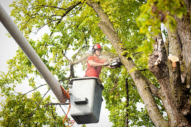 Best Firewood Processing and Delivery  in Waxahachie, TX