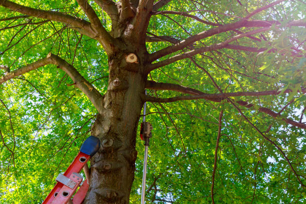 Trusted Waxahachie, TX Tree Services Experts